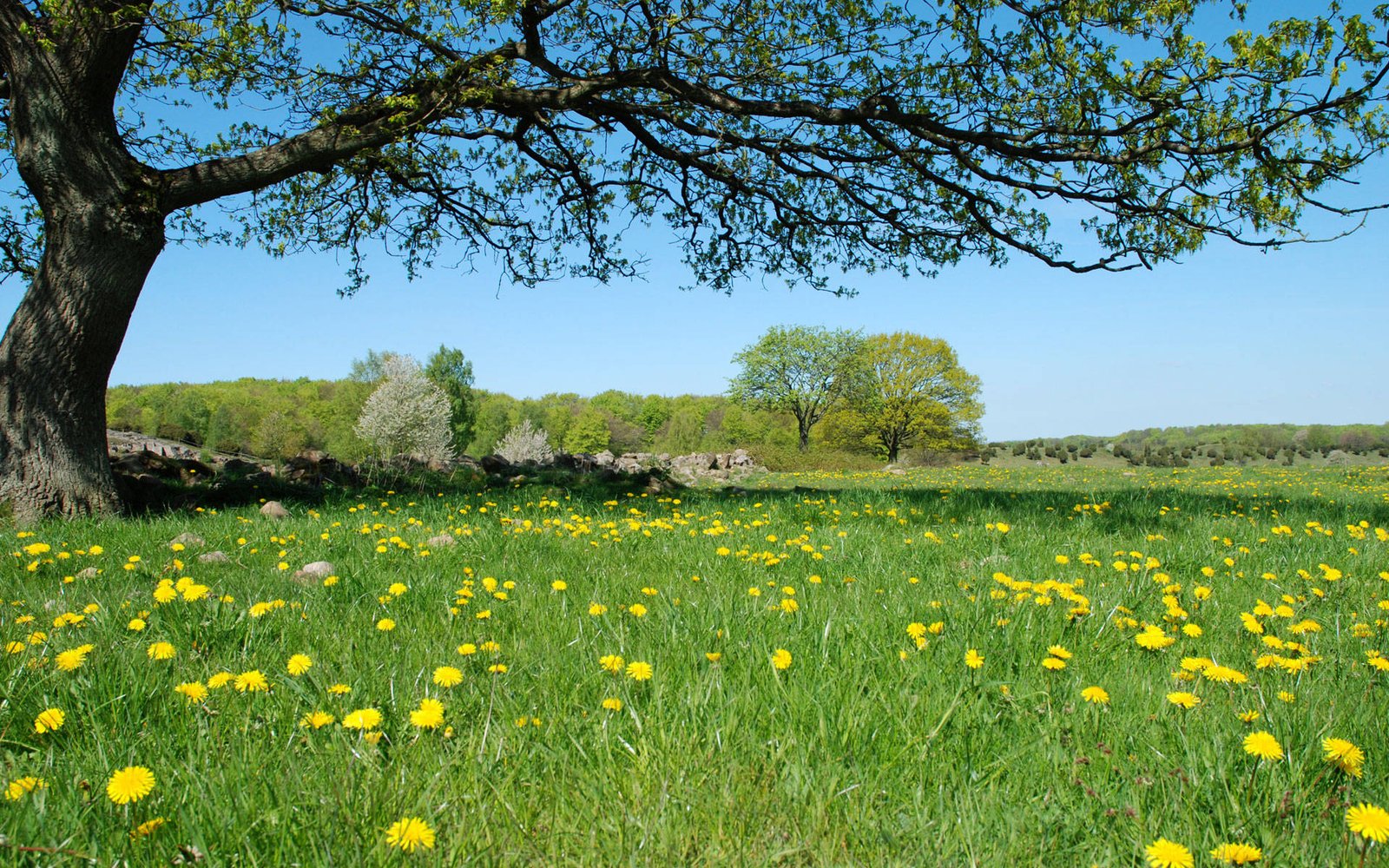 Beautiful land with flowers.